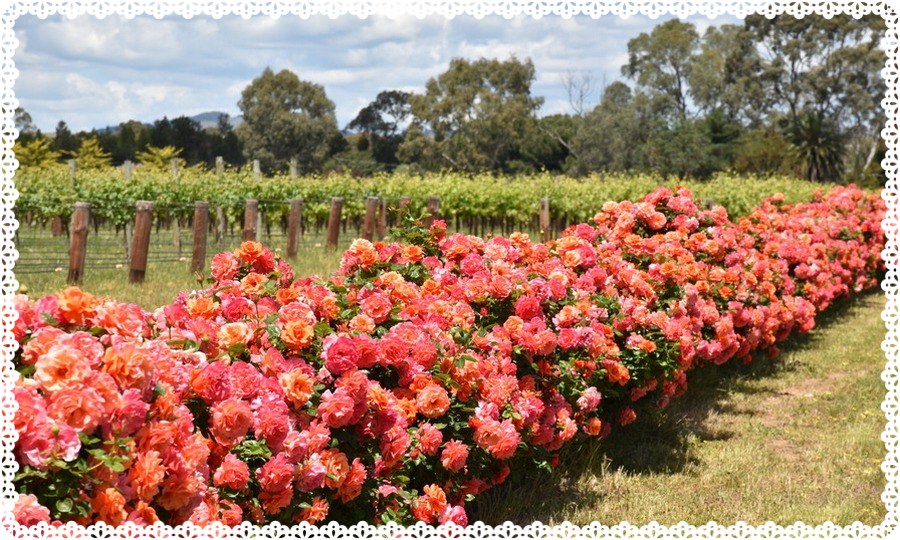 Easy Does It róża rabatowa